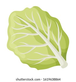 Leaf of cabbage vector icon.Cartoon vector icon isolated on white background leaf of cabbage .