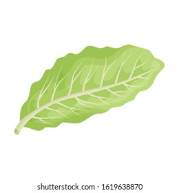 Leaf of cabbage vector icon.Cartoon vector icon isolated on white background leaf of cabbage .