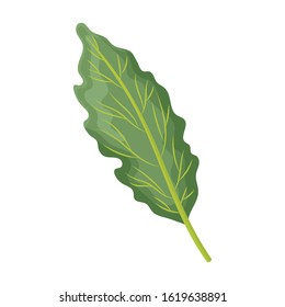 Leaf of cabbage vector icon.Cartoon vector icon isolated on white background leaf of cabbage .