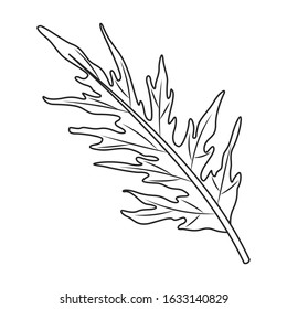 Leaf of cabbage vector icon.Outline,line vector icon isolated on white background leaf of cabbage .