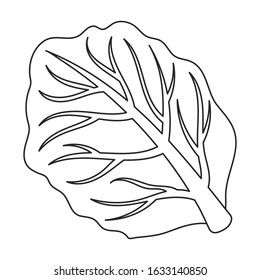 Leaf of cabbage vector icon.Outline,line vector icon isolated on white background leaf of cabbage .