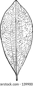 Leaf of caca, Leaf bounded by two longitudinal curved lines, one line on each side of the midrib, and more conspicuous on the under face of the leaf, vintage line drawing or engraving illustration.