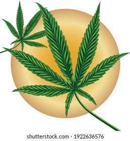 hoja Canabis aislar y crecer