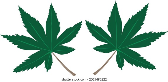 Leaf Cannabis illustrations for your work Logo, mascot merchandise t-shirt, stickers and Label designs, poster, greeting cards business advertising company or brands.