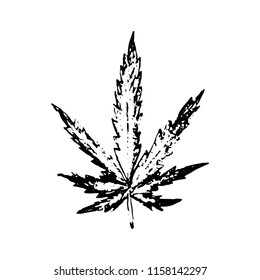 Leaf of Cannabis sativa (Cannabis indica, Marijuana) medicinal plant. Vector illustration isolated on a white background. Botanical illustration of hemp. 
