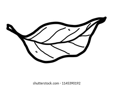 leaf / cartoon vector and illustration, black and white, hand drawn, sketch style, isolated on white background.
