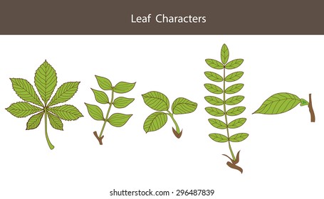 Leaf Character. Set Of Different Type Leaves. Biology Style. Vector Illustrations. Leaf Character Symbol. Maple Leaf Character. Leaf Character Guide. Leaf Character Custom. Character Creation.