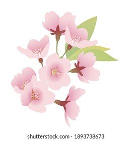 Leaf cherry blossom, cherry blossom flower, gathering of flowers. Illustration material