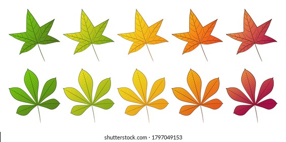 The leaf of the chestnut and sweet gum tree. Set of different autumn colors. Isolated on a white background. Vector illustration.