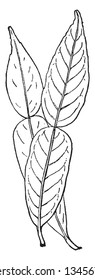 A Leaf Of Citrus Ichangensis Plant. Leaves Feature A Broad Petiole, And Resemble The Leaves Of The Yuzu And The Kaffir Lime In Appearance, Vintage Line Drawing Or Engraving Illustration.