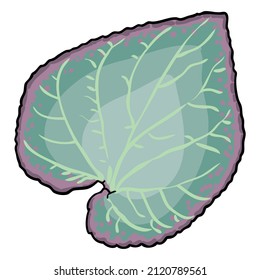 Leaf of city landscaping plant Viola Walteri or Silver Gem. When bloom has lavender flowers. Leaves plant native to North America. Vector. 
