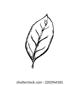 Leaf in classic engraving style isolated on white