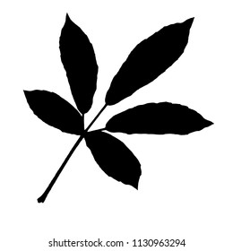 leaf clip art in silhouette on white background design by vector