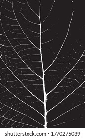 Leaf close up leaf texture black or white color background vector texture.