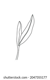 leaf clover. Black vector engraving illustration for info graphic, poster, web. Isolated on white background.