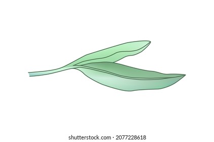 leaf clover. Green vector engraving illustration for info graphic, poster, web. Isolated on white background.