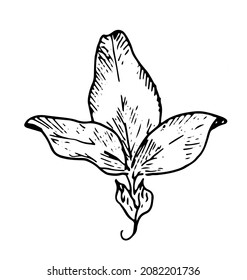 a leaf of clover. a hand-drawn sketch of a curved meadow clover leaf isolated by a black outline on white for a design template