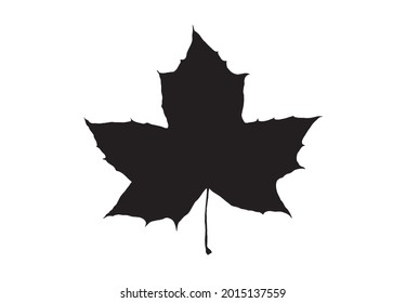 Leaf Collection. Canadian Symbol. Maple Leaf Set. Autumn Mood. Black and White Herbs and Plants. Vector Silhouette. Garden Leaves. Leaf Shape.