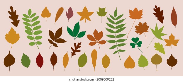 Leaf Collection. Colored leaves Pattern. Set of Tree Branches, Herbs. Oak, Fern, Shamrock Flat. Black and White Plants. Vector Silhouette. Garden Leaves.