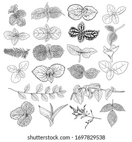 Leaf collection, foliage set. Domestic spring leaves, botanical illustration of hand drawing elements made of real live forest and home plants. Vector.
