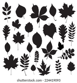 Leaf Collection - Vector Silhouette