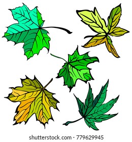 Leaf collection - vector silhouette