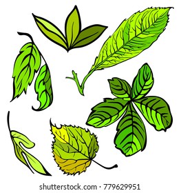 Leaf collection - vector silhouette