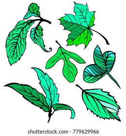 Leaf collection - vector silhouette