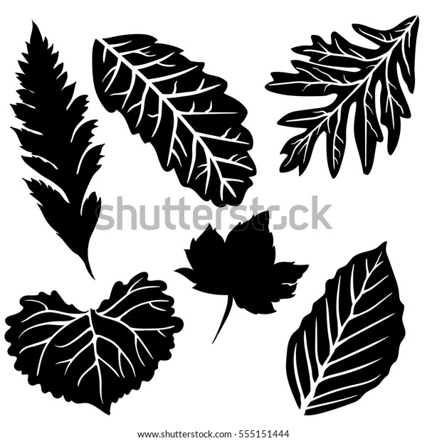 Leaf Collection Vector Silhouette Stock Vector (Royalty Free) 555151444