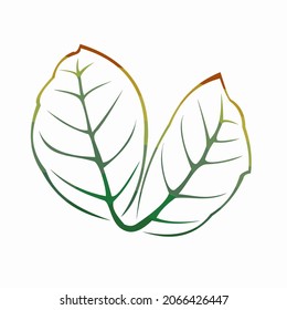 Cambios de color de hoja de cada temporada 