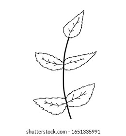 Hoja para colorear. Una línea aislada sobre fondo blanco, dibujo a mano, doodle. Hierbas, elementos botánicos. Se utiliza para tarjetas de felicitación e invitaciones.