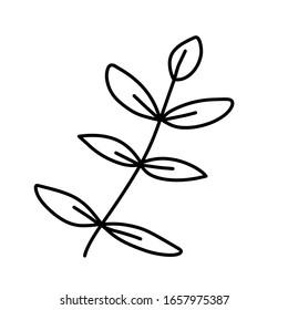 Hoja para colorear. Una línea aislada sobre fondo blanco, dibujo a mano, doodle. Hierbas, elementos botánicos. Se utiliza para tarjetas de felicitación e invitaciones.