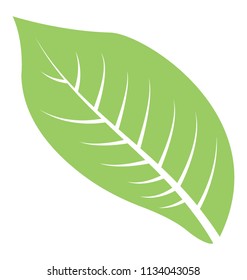 
Leaf with common shape but veins structured like fish bones, this is goat willow leaf 
