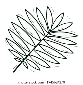 Das Blatt besteht aus schmalen spitzen Blättern. Tropisch wie eine Palme. Contour Doodle Skizze dunkelgrünes Weiß. Einzige Vektorgrafik auf Weiß.