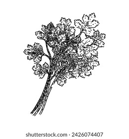 leaf coriander hand drawn. cilantro top, view parsley, fresh seed leaf coriander vector sketch. isolated black illustration