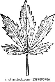 It is a Leaf of Cut-Leaved Toothwort and the plant is Native to North America east of the Rockies, vintage line drawing or engraving illustration.