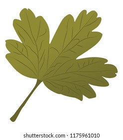 
A leaf with cutted edges called hawthorn leaf 
