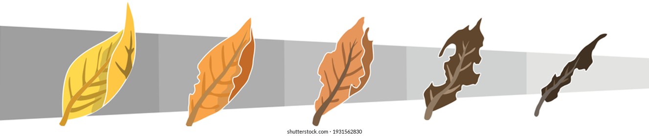 Leaf Decomposition Process Ecological Concept Vector