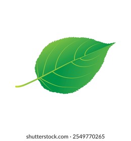 Leaf Design, Design graphic Conception, icon template graphic art.