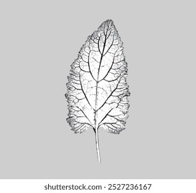 Leaf design illustration with stamp effect. Botanical print of a variety of fig leaf specimen sketch on gray background.
