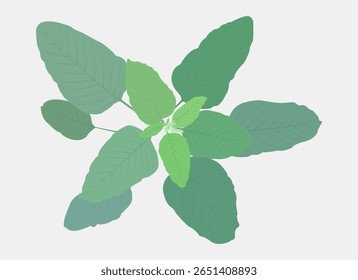 The leaf design is seen from above so it looks like a flower petal in bloom.