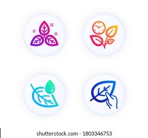 Leaf dew, Fair trade and Leaves icons simple set. Button with halftone dots. Organic tested sign. Water drop, Leaf, Grow plant. Paraben. Healthcare set. Gradient flat leaf dew icon. Vector