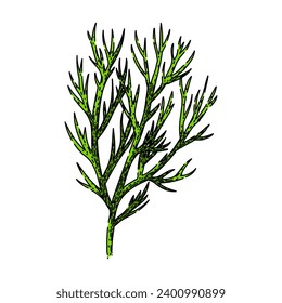 leaf dill hand drawn. food plant, herb ingredient, fresh herbal leaf dill vector sketch. isolated color illustration