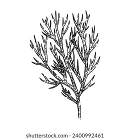 leaf dill hand drawn. food plant, herb ingredient, fresh herbal leaf dill vector sketch. isolated black illustration