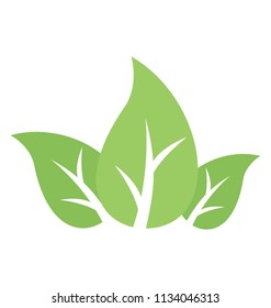 
Leaf divided into three parts showcasing tripartite leaf
