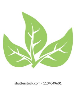 
Leaf divided into three parts showcasing tripartite leaf 
