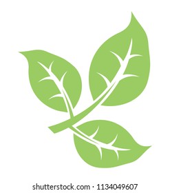 
Leaf divided into three parts showcasing tripartite leaf 
