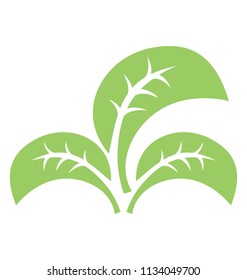 
Leaf divided into three parts showcasing tripartite leaf 
