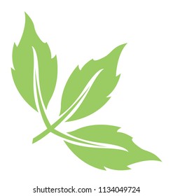 
Leaf divided into three parts showcasing tripartite leaf 
