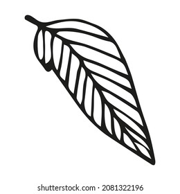 Leaf doodle illustration by hand vector black leaves color autumn leaf feather November cold plants